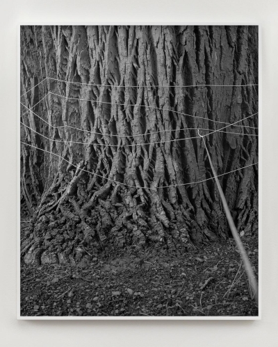 https://theadlerindex.com/files/gimgs/th-5_drawing no_ 53 I tied my camera to a hundred year old tree.jpg